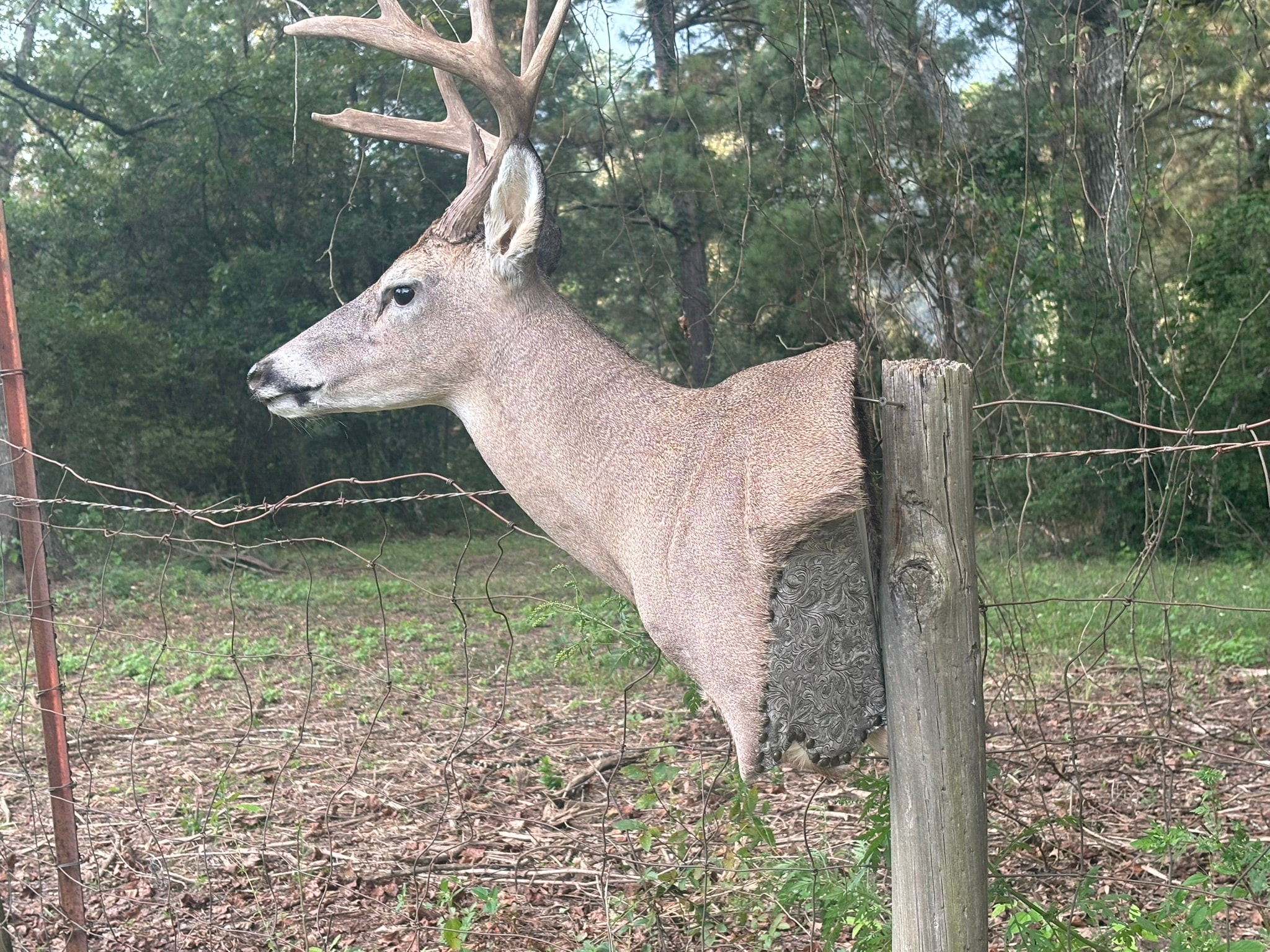 Whitetail European Mount