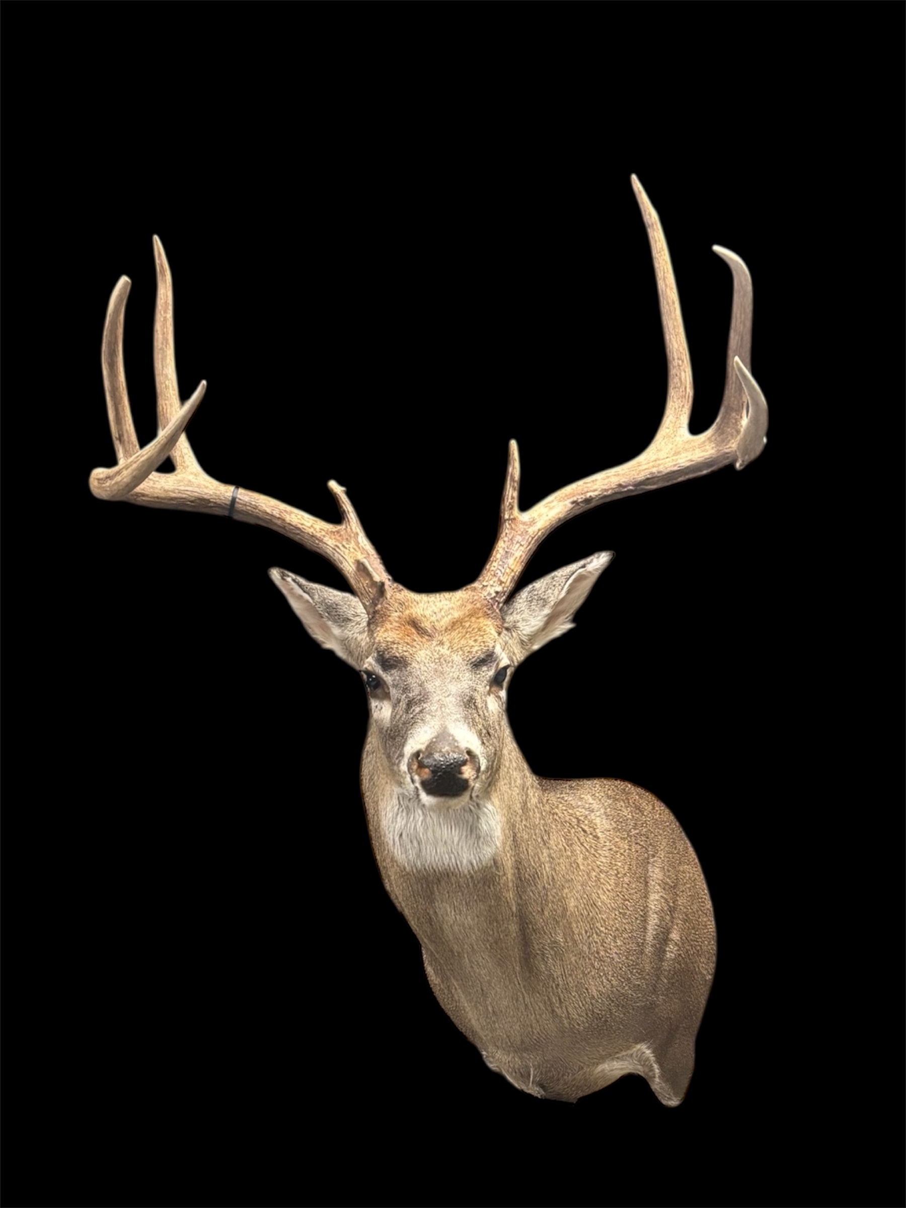 Whitetail shoulder mount