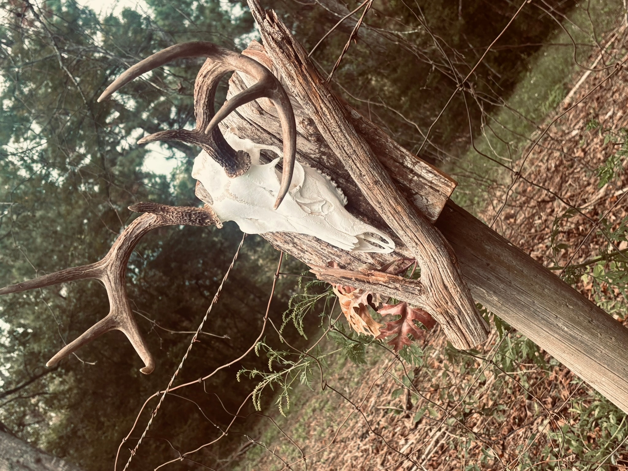 European Mount — Whitetail