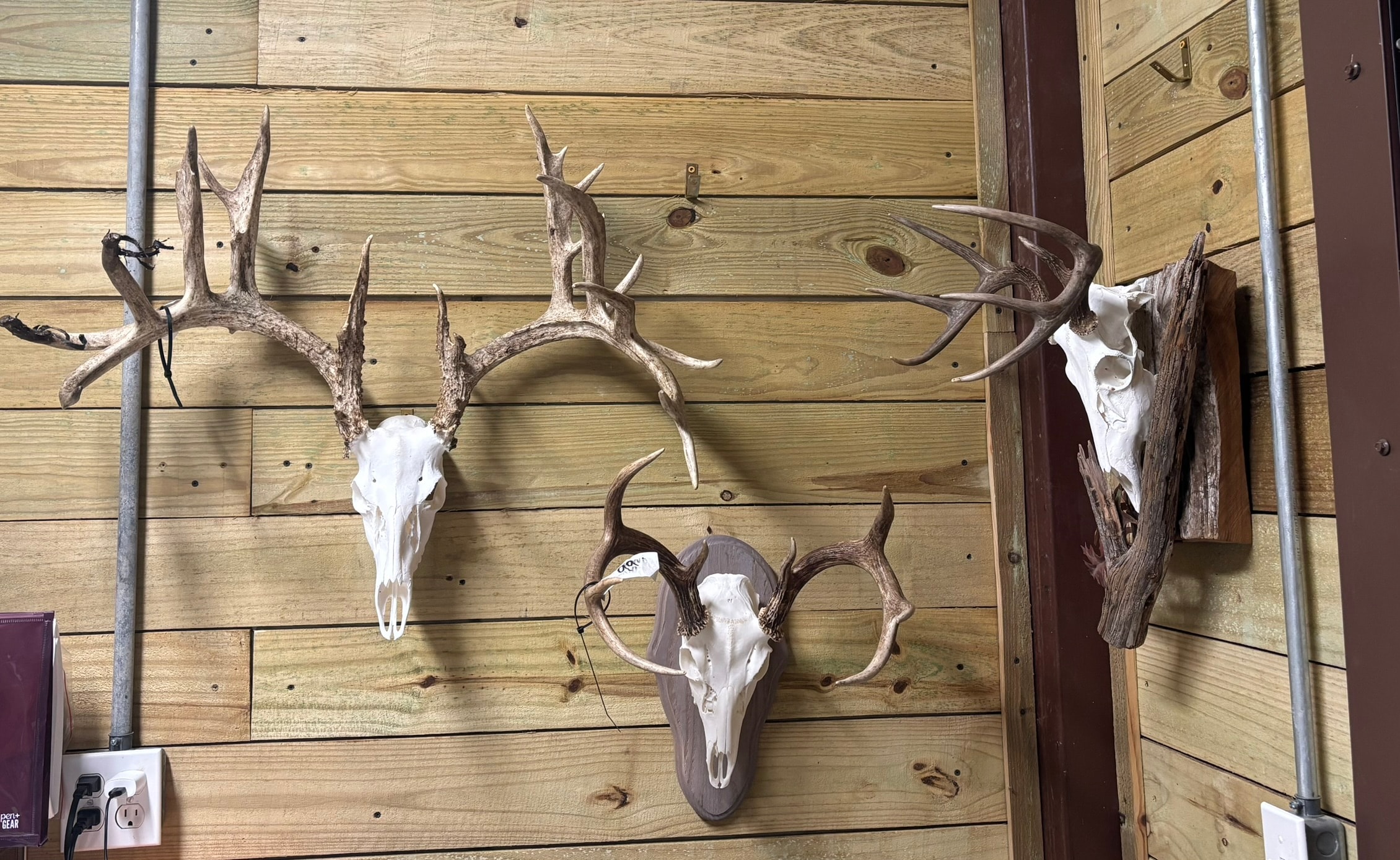 European Mounts — Wall Display