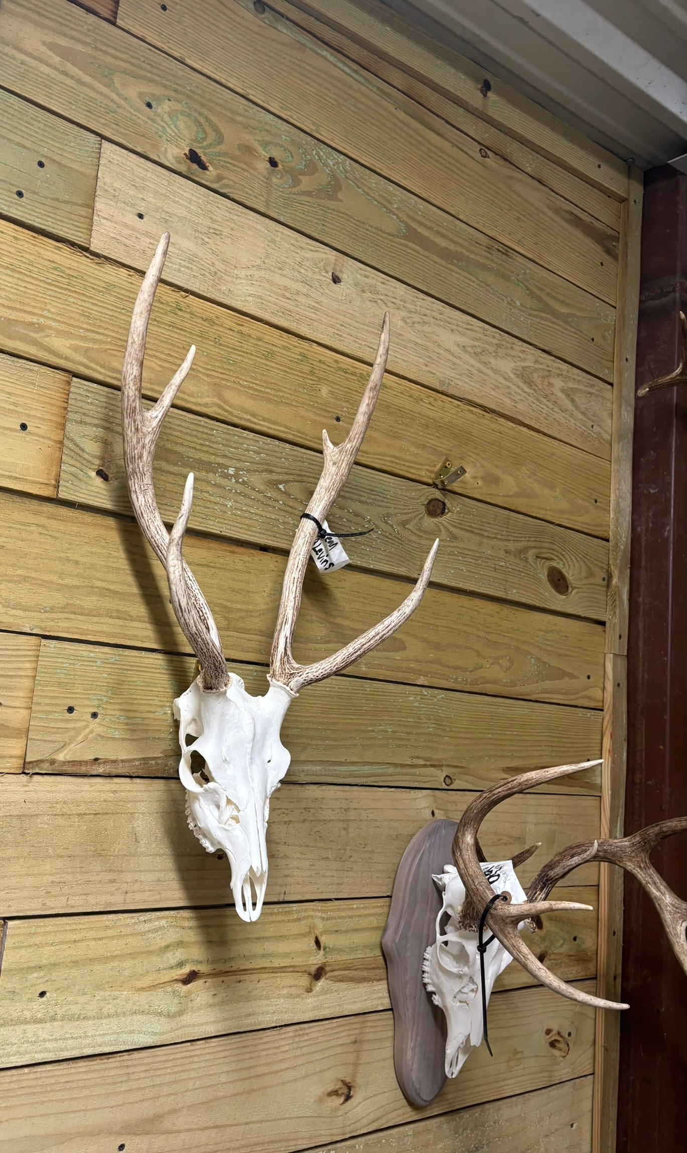 European Mounts — Shop Wall