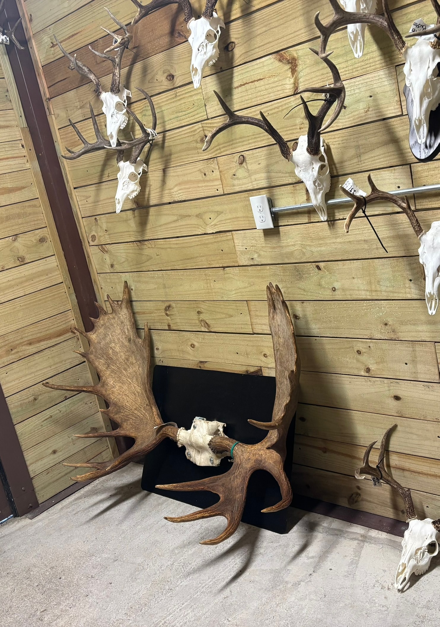 European Mounts — Ready for Pickup