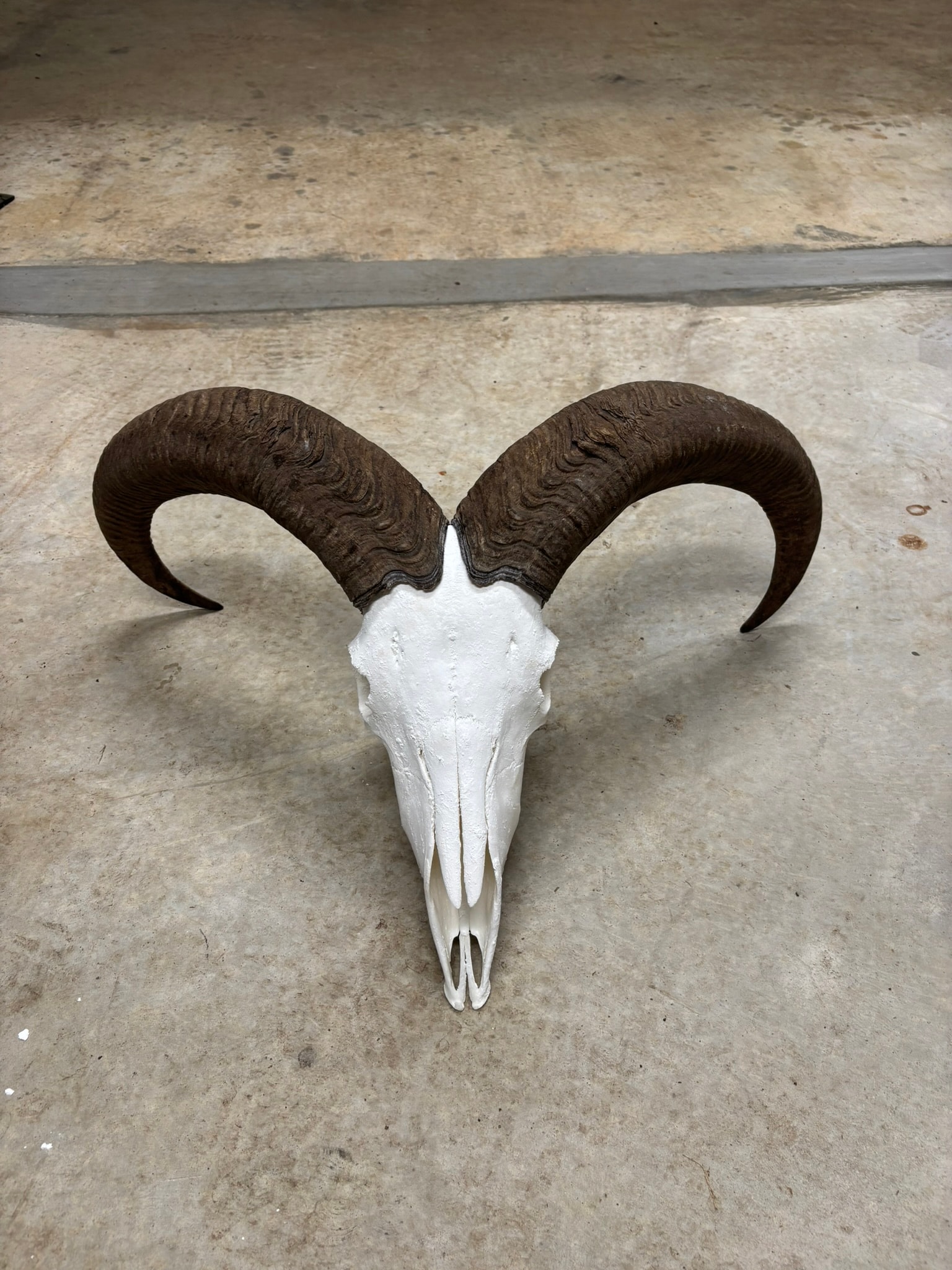 Ram European Mount
