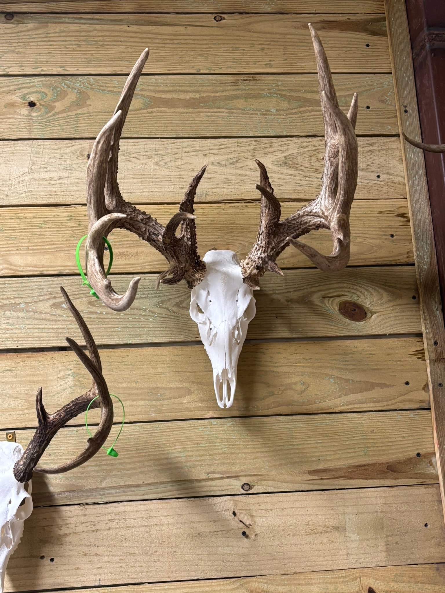 European Mounts — Antler Wall