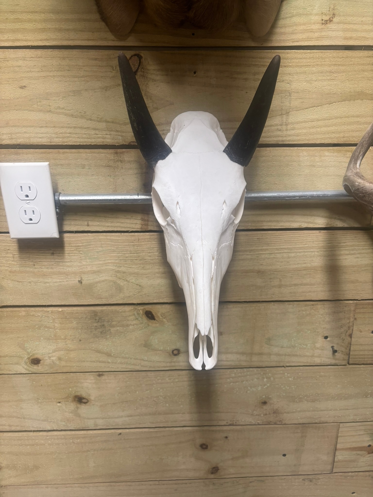 European Mount — Black Horns