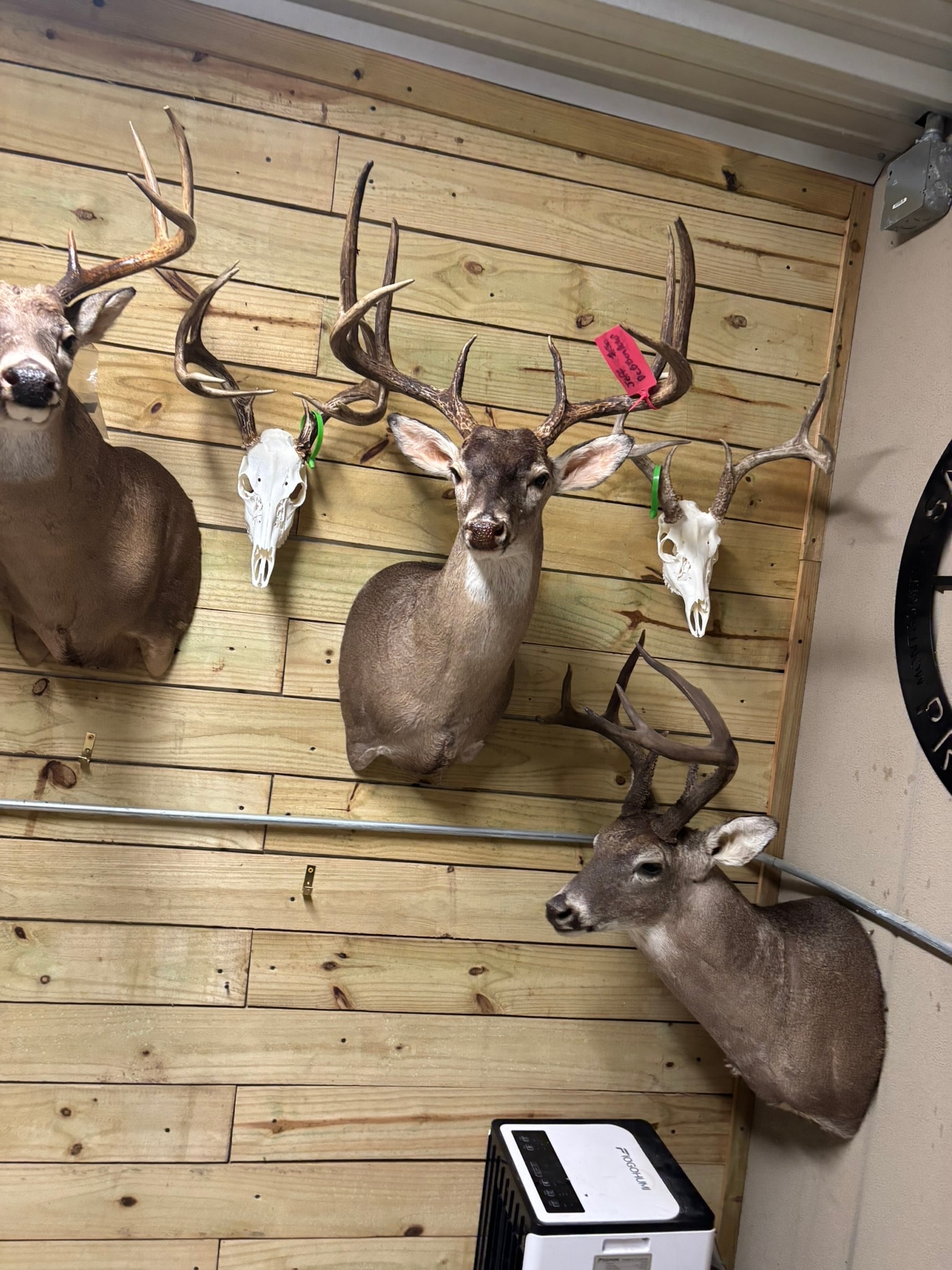Whitetail shoulder mounts on shop wall